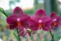 Phal. Chang Jhih Lady